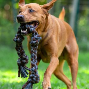 Knotted Rope Dog Toy, Natural/Grey