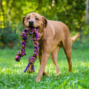 Knotted Rope Dog Toy, Purple/Pink