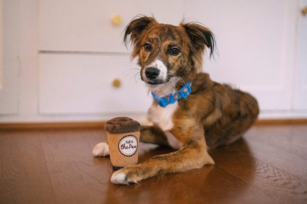 Pup Cup Cafe Doggo's Java - Image 2