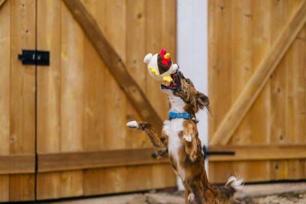 Barnyard Buddies Ryan the Rooster - Image 5