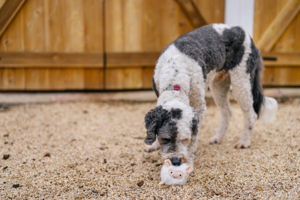 Barnyard Buddies Sadie the Sheep - Image 5