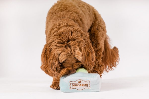Pup Cup Cafe Mutt-a-rons - Image 5