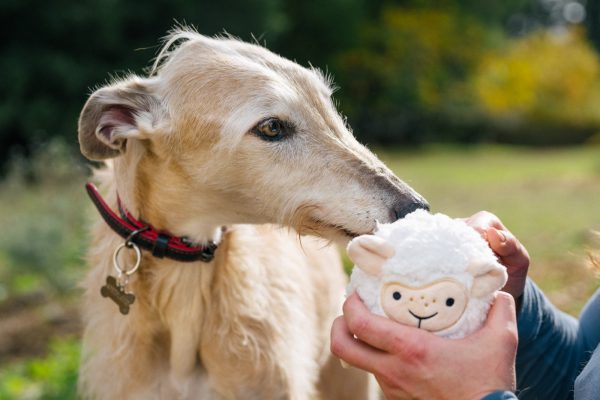 Barnyard Buddies Sadie the Sheep - Image 3