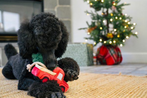Home for the Holidays Holiday Hauler - Image 2